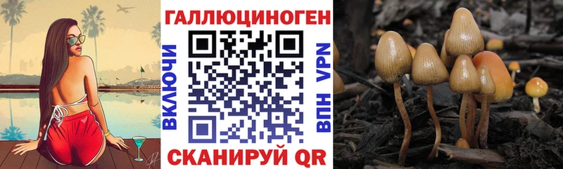 Галлюциногенные грибы Psilocybe  Балашов 